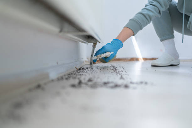 Trusted Mount Sterling, IL Pest Control Experts